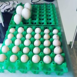 Conure Eggs For Sale