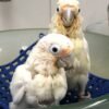 Baby Goffin's Cockatoo