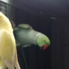 Creamino Indian Ringneck For-Sale