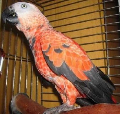 Red Factor African Grey