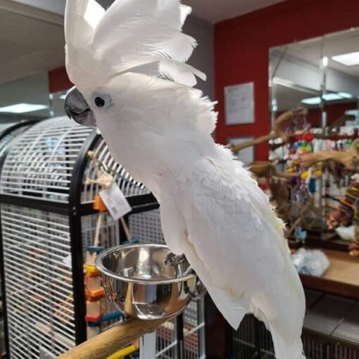 Buy Umbrella Cockatoo Parrot