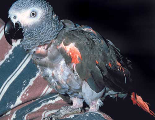 Red-Factor African Greys