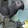 Timneh African Grey For-Sale