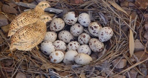 quail eggs for sale