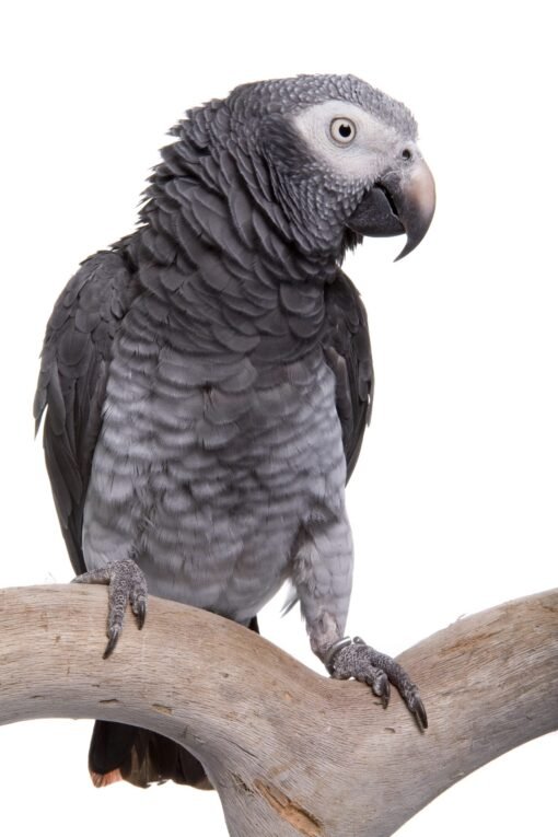 Timneh African Grey For-Sale