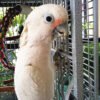 Goffin's Cockatoo For Sale