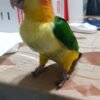 White-bellied Caique For Sale