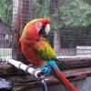 Verdi macaw