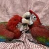 Baby Green Wing Macaw