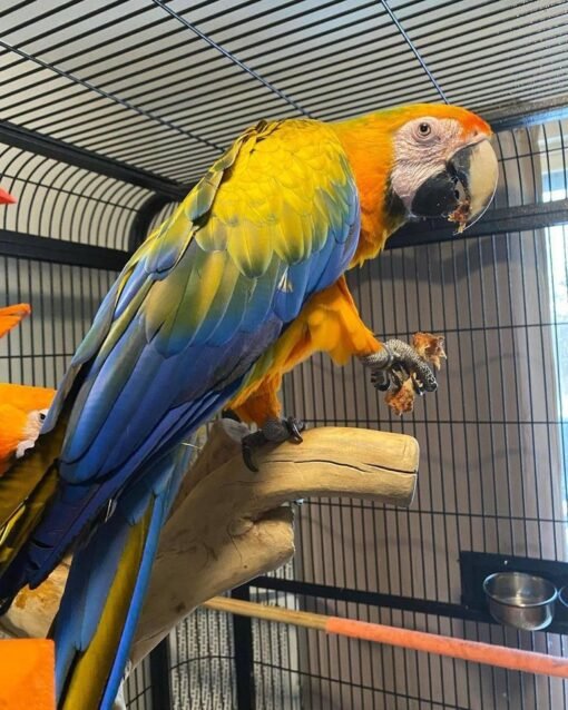 Camelot Macaw Female
