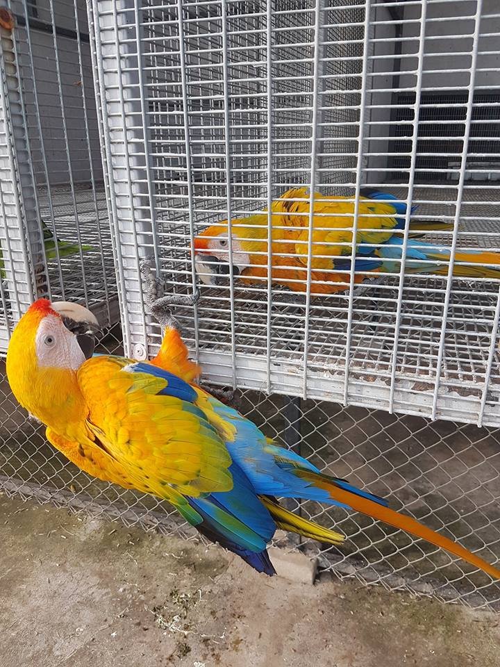 Mutation Scarlet Macaws For-Sale
