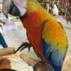 Camelot Macaw Female