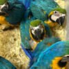 Baby Blue&Gold Macaw