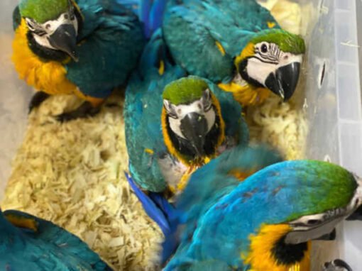 Baby Blue&Gold Macaw