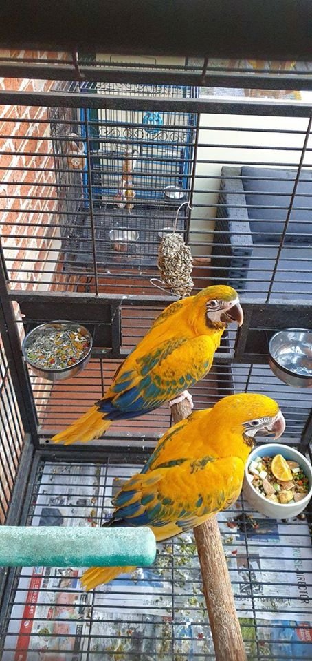 Opaline Macaws for sale