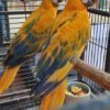 Opaline Macaws for sale