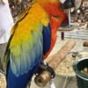Tropicana Macaw For sale