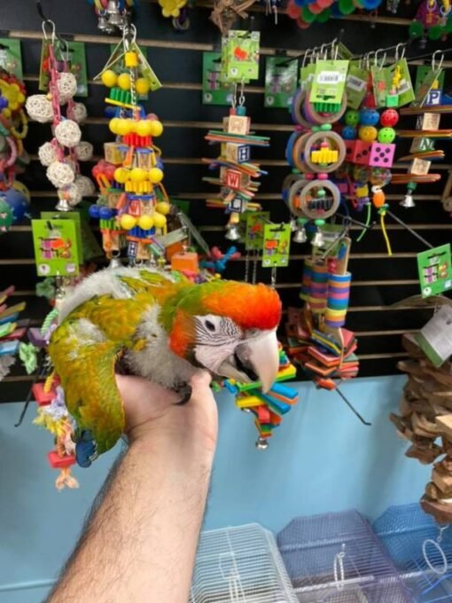 Buy Baby Tropicana Macaw