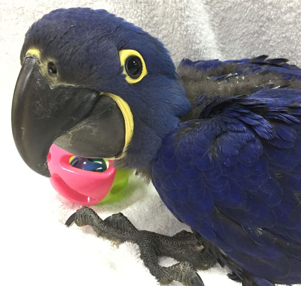 Hyacinth Macaw Male Exotic Parrot Breeders Parrots For Sale 0440