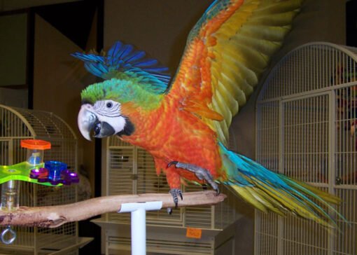 Catalina Macaw Pairs