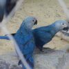 Spix's Macaw For-Sale