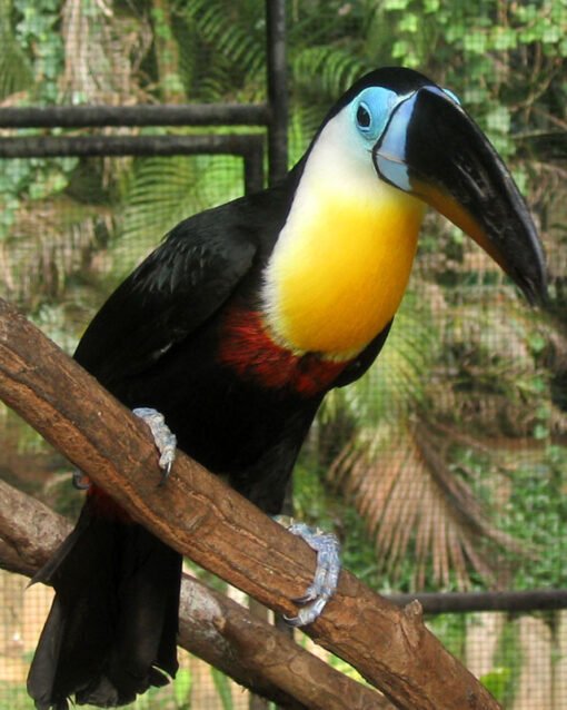 Citron-throated toucan