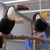 Cuvier's Toucan For Sale