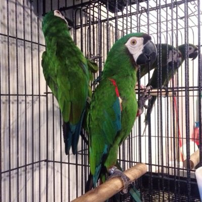 Severe Macaw Male Pairs
