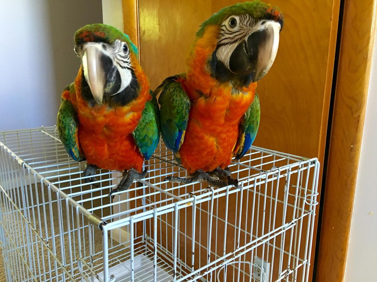 Catalina Macaw Pairs