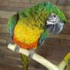 Miligold Hybrid Macaw