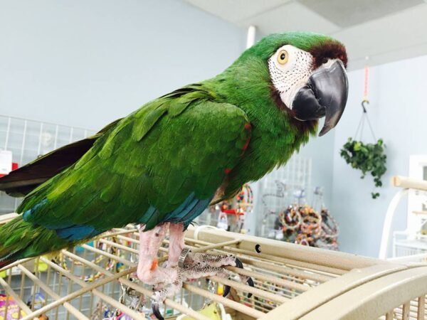 Severe Macaw Male