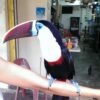 Cuvier's Toucan For Sale