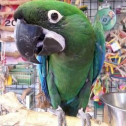 Emerald Macaws For Sale