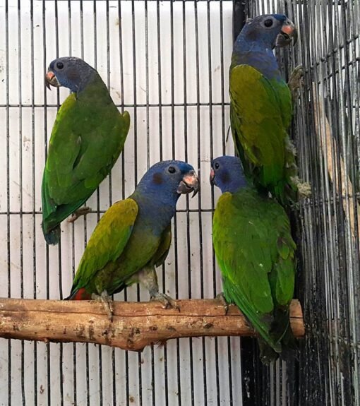 Blue headed Pions For-Sale