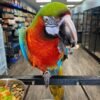 Harlequin Macaw Male