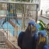 Hyacinth Macaw Breeding Pairs