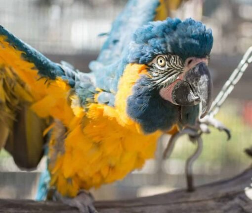 Blue Throated Macaw
