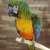 Miligold Hybrid Macaw