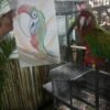 Calico Macaw Parrot