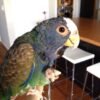 White-Crowned Pionus for sale