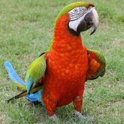 Harlequin Macaw Male