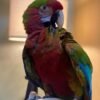 Calico Macaw Parrot