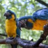 Blue Throated Macaw Pairs