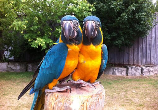 Blue Throated Macaw Pairs