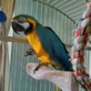 Adult Blue&Gold Macaw