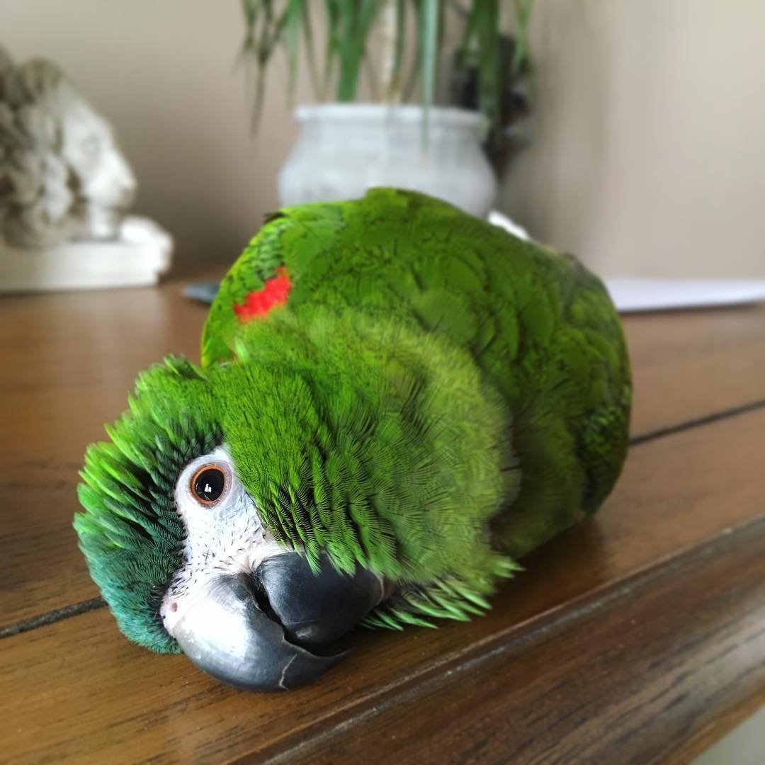 Baby Hahns Macaw
