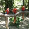Scarlet Macaw Breeder Pairs For Sale