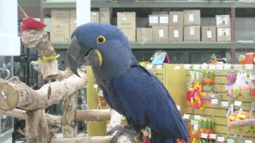 Hyacinth Macaw male