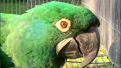 Emerald Macaws For Sale