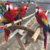 Red scarlet macaw mutation